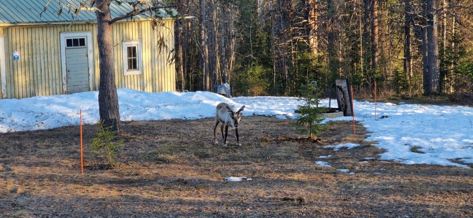 Lapland Old School Hotel Muonio Luaran gambar
